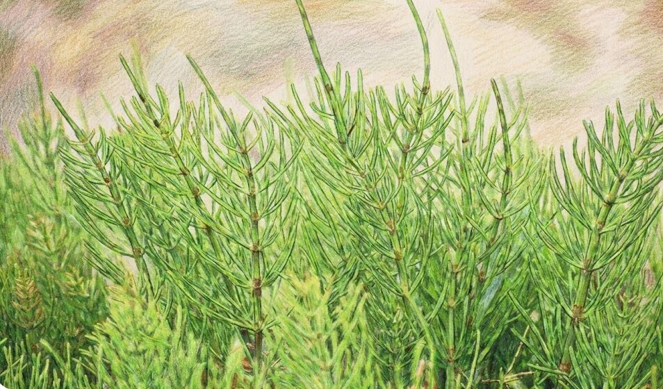 スギナ用除草剤のおすすめな時期と効果的散布法