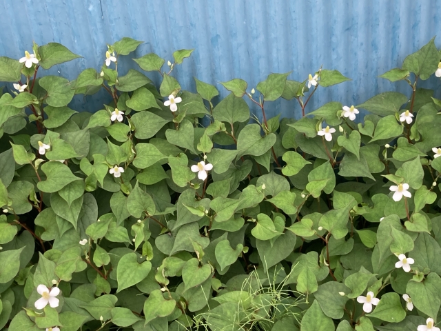おすすめの除草剤でドクダミを駆除する方法