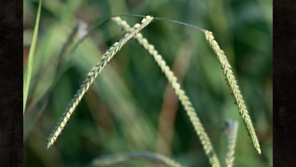 オヒシバの除草剤でおすすめの選び方