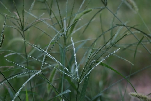 オヒシバ除草剤で安いのに効く最強の選び方