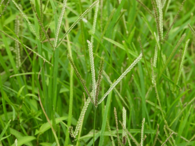 オヒシバ除草剤を安いコストで効かせるプロの技