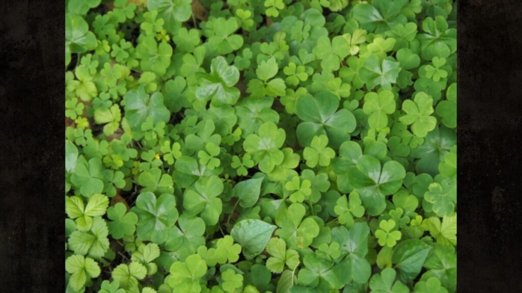カタバミを除草剤を使わないで撃退する素材