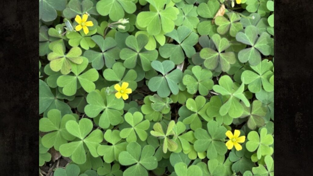カタバミを除草剤を使わないで防ぐ実践術
