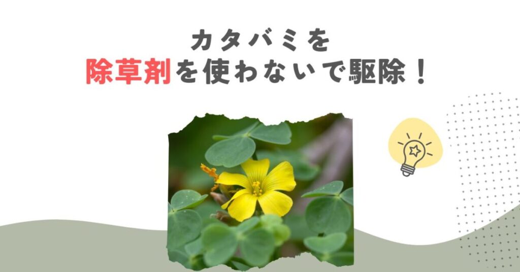 カタバミを除草剤を使わないで駆除！熱湯や重曹など安全な対策法