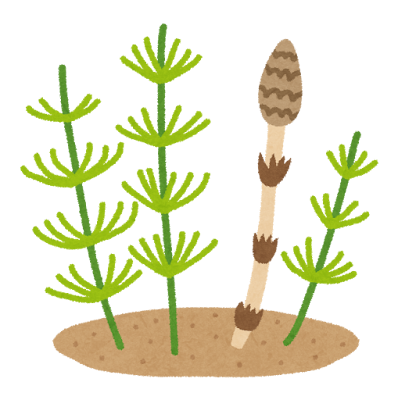 防草シート：スギナ等の雑草が突き抜ける構造的欠陥