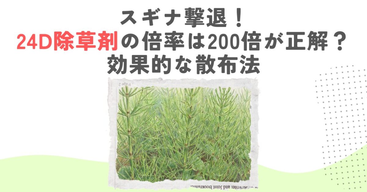 スギナ撃退！24D除草剤の倍率は200倍が正解？効果的な散布法