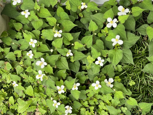 ドクダミの除草剤でおすすめの選び方と理由