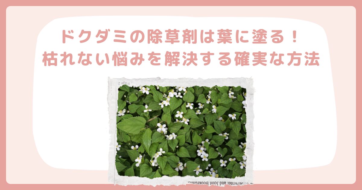 ドクダミの除草剤は葉に塗る！枯れない悩みを解決する確実な方法