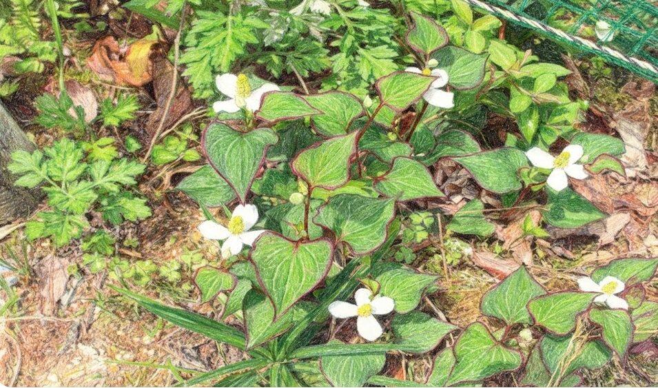 ドクダミへの除草剤は葉に塗るのが最も効果的