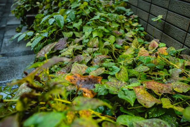 ドクダミ除草剤の最強効果を引き出す使用法