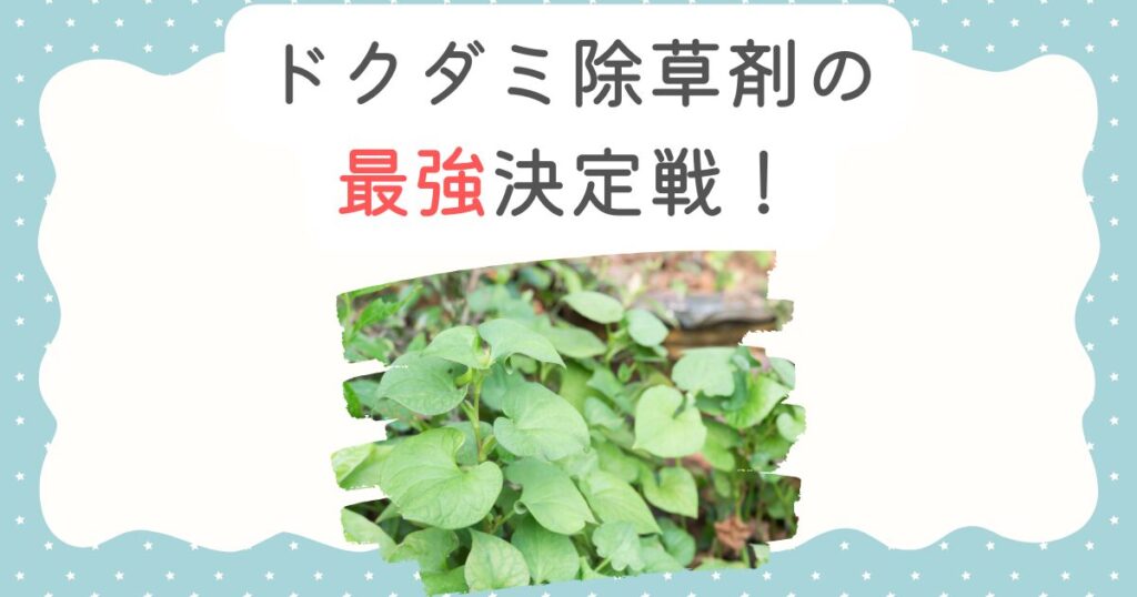 ドクダミ除草剤の最強決定戦！枯れない理由と根絶の裏技