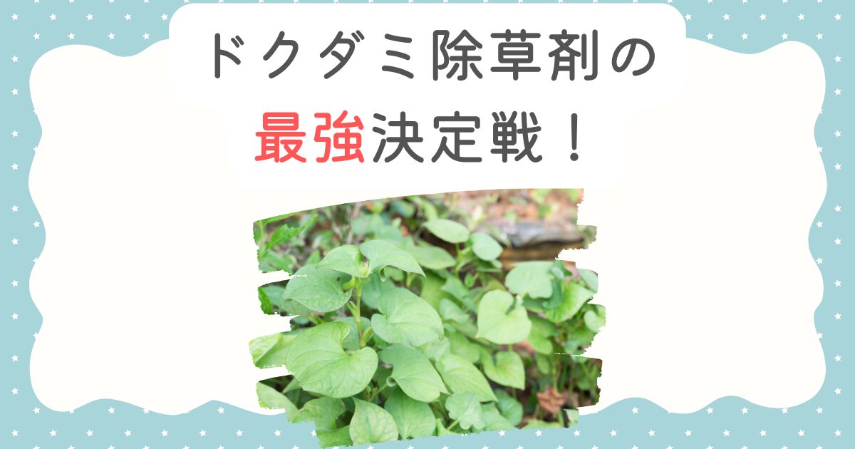 ドクダミ除草剤の最強決定戦！枯れない理由と根絶の裏技