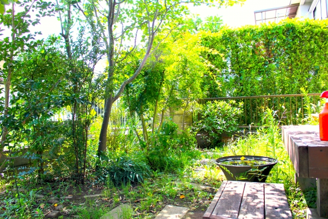 庭に勝手に生える木に効く除草剤の選び方と使い方