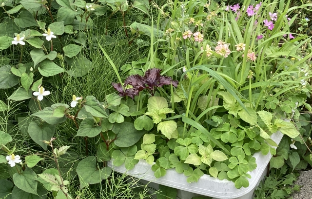 根絶を目指すドクダミ除草剤の最強ラインナップ