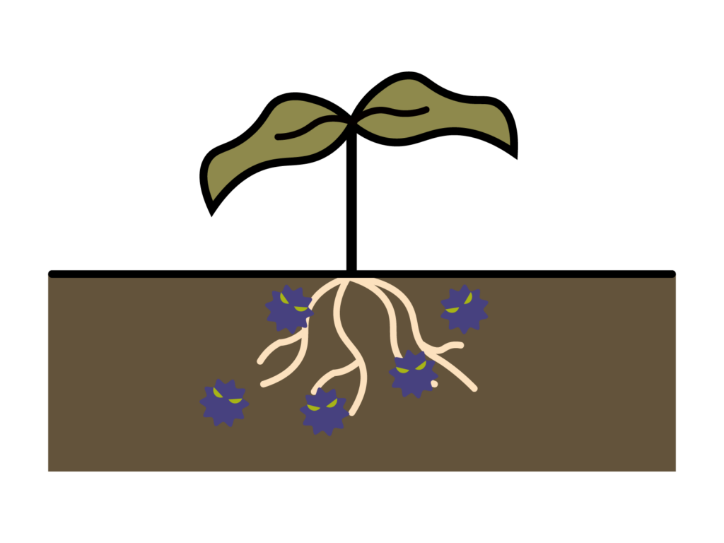 サボテン:穴なし容器のリスクと根腐れ対策