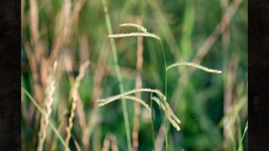 用途別オヒシバ除草剤のおすすめ製品