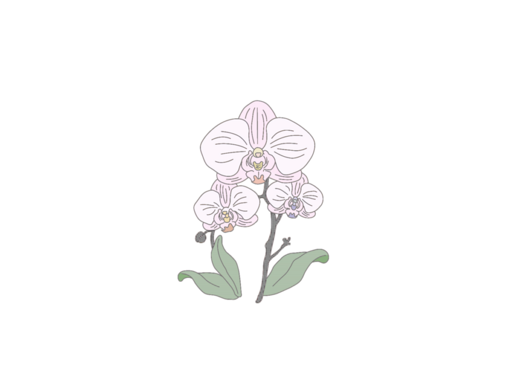 100均のクリア植木鉢:胡蝶蘭やアガベの発根管理と育て方