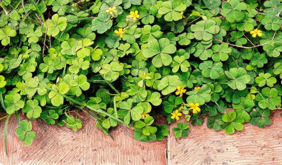 芝生のカタバミ対策におすすめの除草剤の選び方