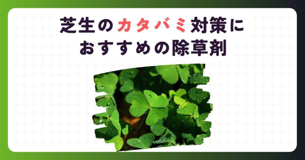 芝生のカタバミ対策におすすめの除草剤：枯れない悩みとサヨナラ