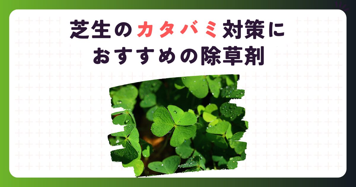 芝生のカタバミ対策におすすめの除草剤：枯れない悩みとサヨナラ