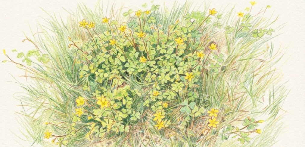 芝生のカタバミ除去におすすめな除草剤と使い方