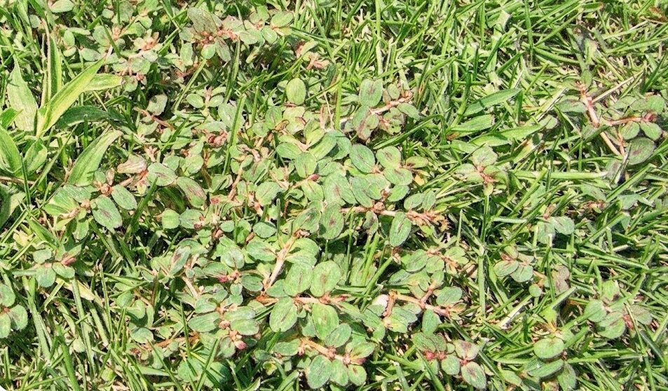 芝生別コニシキソウ除草剤のおすすめ製品