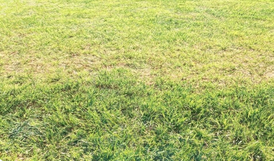 雨期の除草剤活用とラウンドアップのコツ