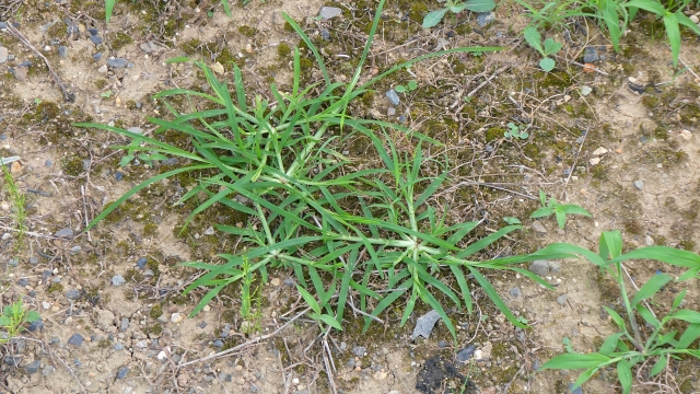 オヒシバに除草剤が効かない原因と抵抗性