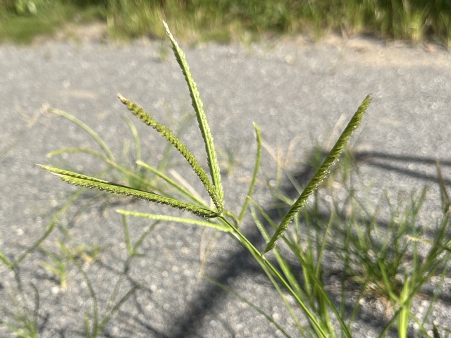 オヒシバに除草剤が効かない時の解決策