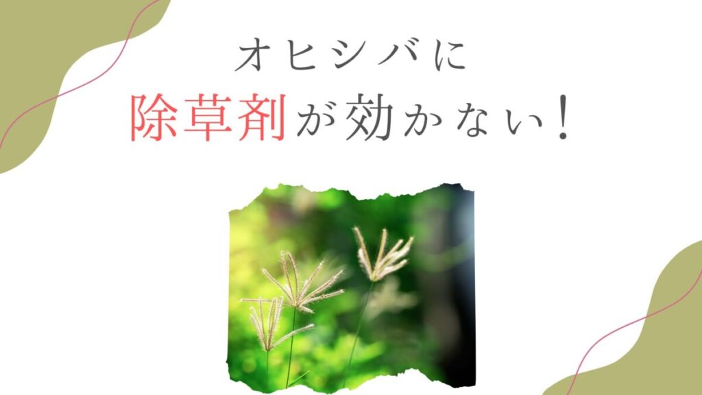 オヒシバに除草剤が効かない！最強の枯らし方と対策を徹底解説