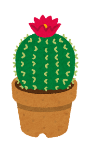 リキダスの葉面散布:多肉植物やサボテンへの散布間隔