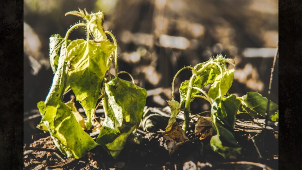 メネデールのやりすぎで枯れる原因