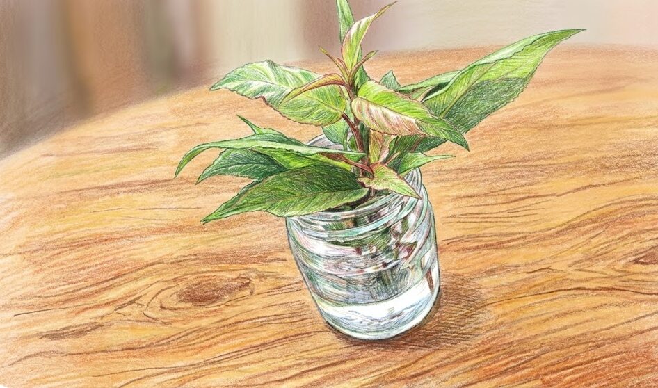 メネデール100倍希釈液:挿し木の浸漬時間と発根促進