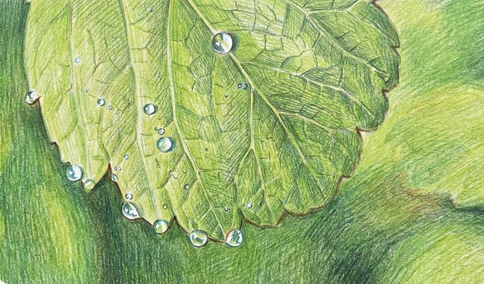 リキダスの葉面散布の頻度と効果的なやり方