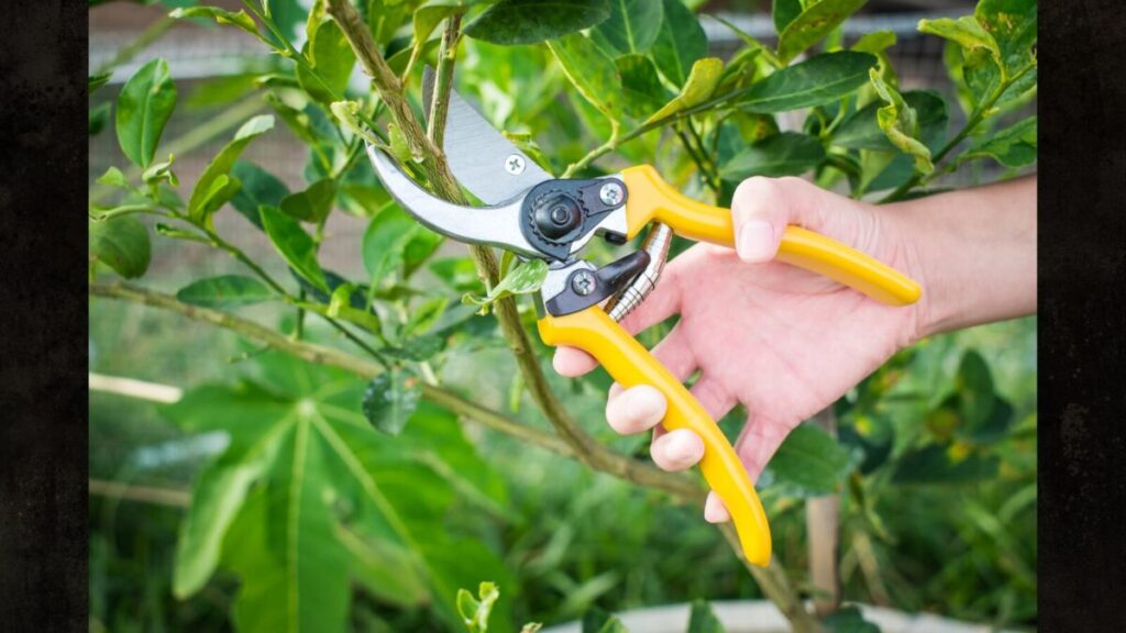 剪定バサミが切れなくなった原因と研ぎ方
