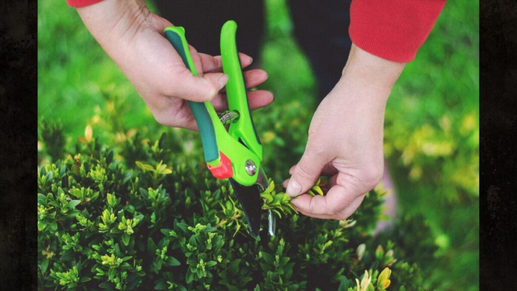 剪定バサミが切れなくなった時の復活裏ワザ