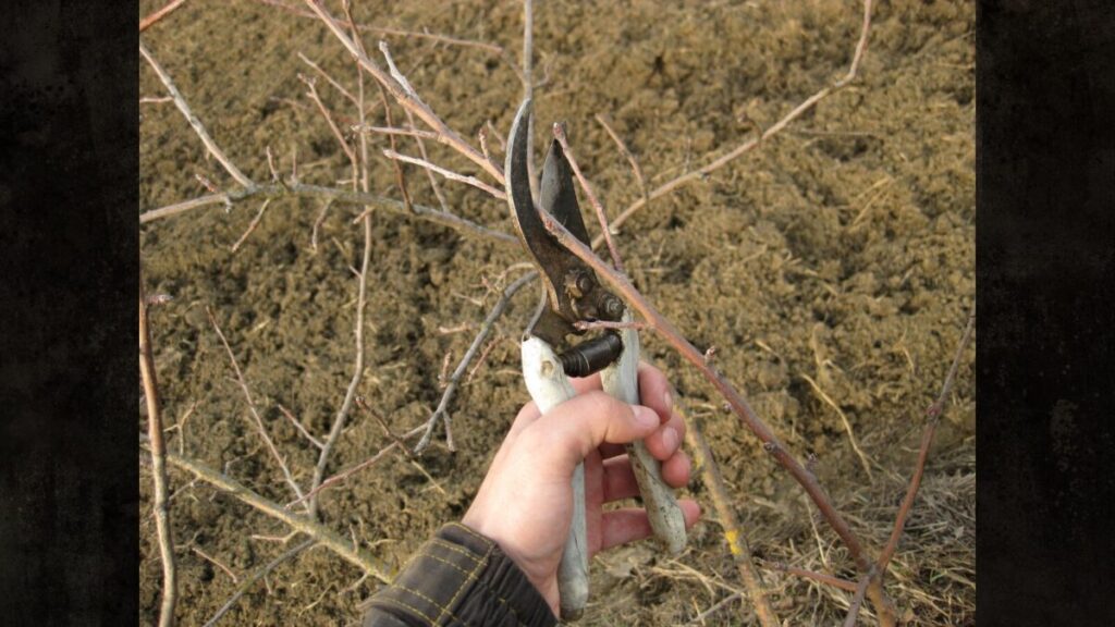 剪定バサミのヤニ取りを代用品で行う手順とコツ