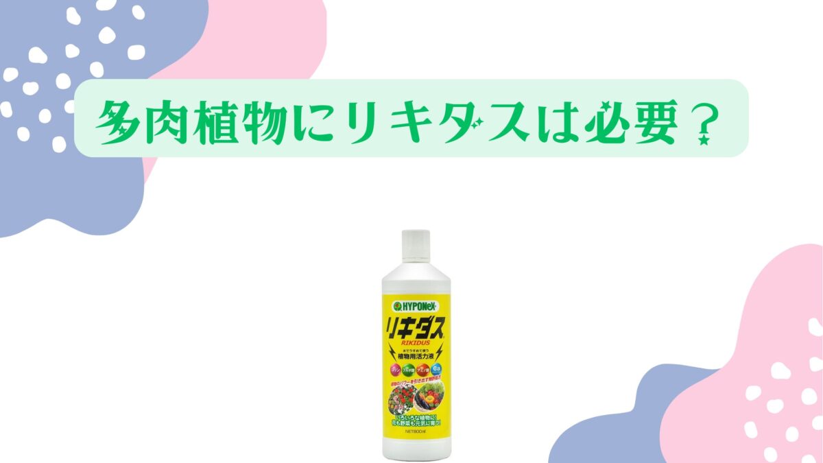 多肉植物にリキダスは必要？効果的な使い方と失敗しないコツ