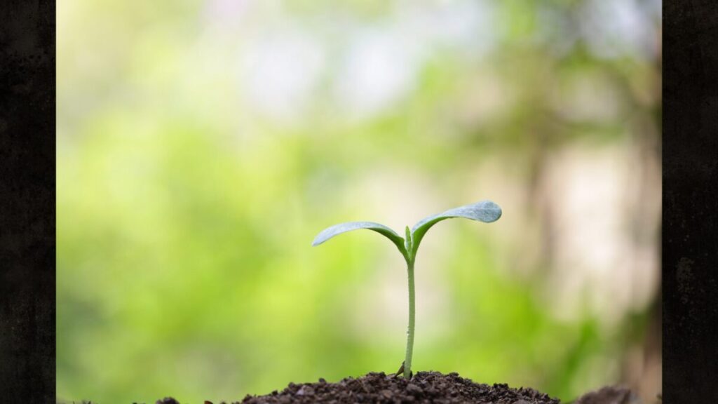 植物の成長を促すメネデールの効果的な使い方