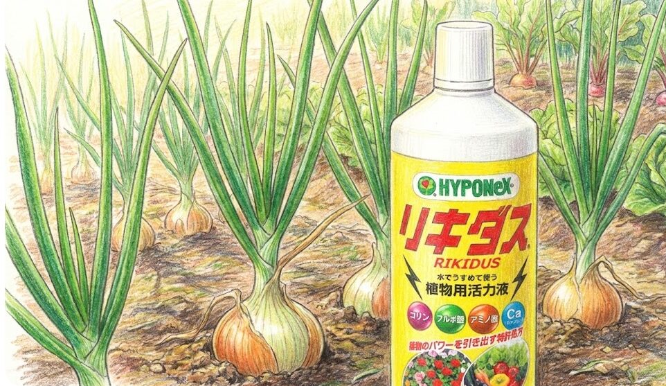玉ねぎ栽培でリキダスを使う効果