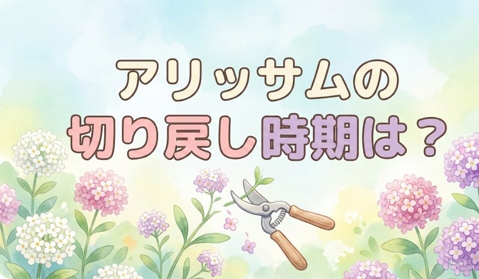 アリッサムの切り戻し時期と失敗しない基本手順