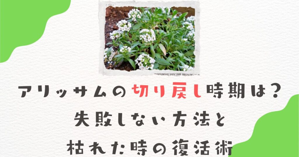 アリッサムの切り戻し時期は？失敗しない方法と枯れた時の復活術