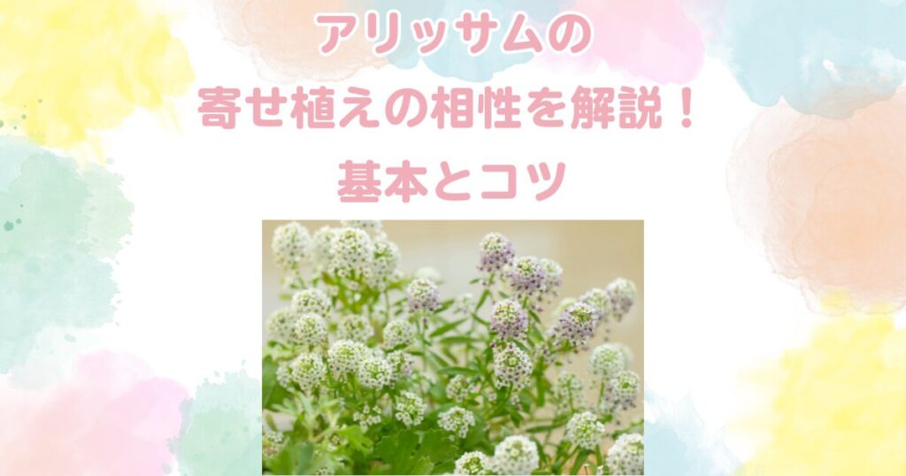 アリッサムの寄せ植えの相性を解説！基本とコツ
