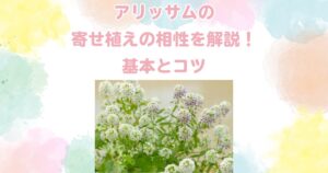 アリッサムの寄せ植えの相性を解説！基本とコツ