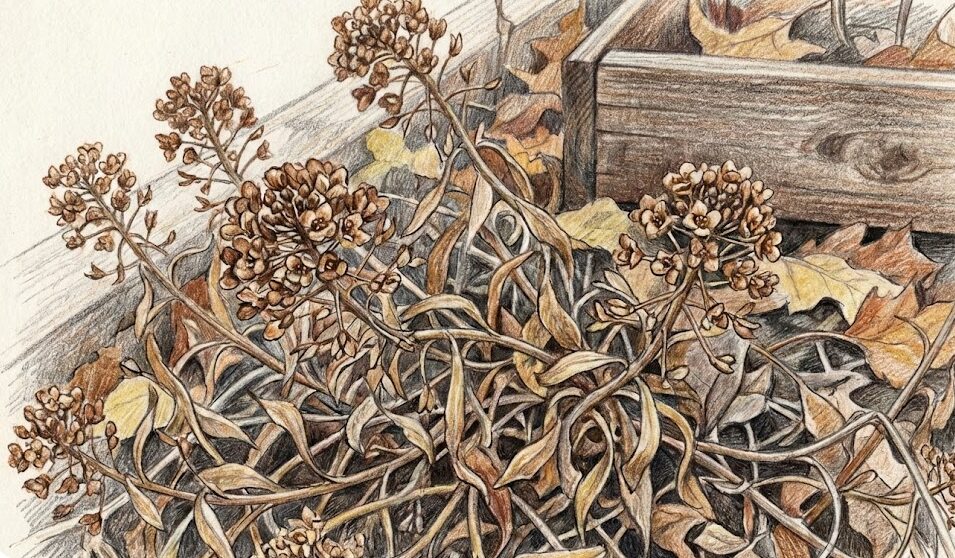 アリッサムの枯れる原因と診断法