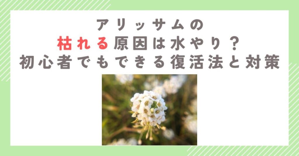 アリッサムの枯れる原因は水やり？初心者でもできる復活法と対策