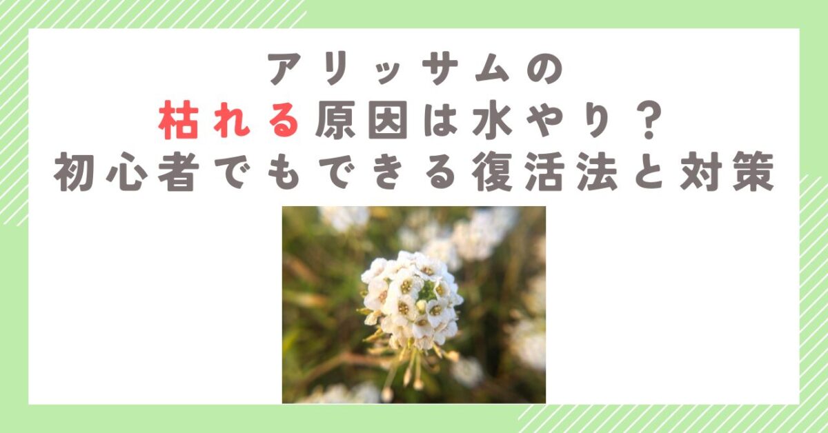 アリッサムの枯れる原因は水やり？初心者でもできる復活法と対策