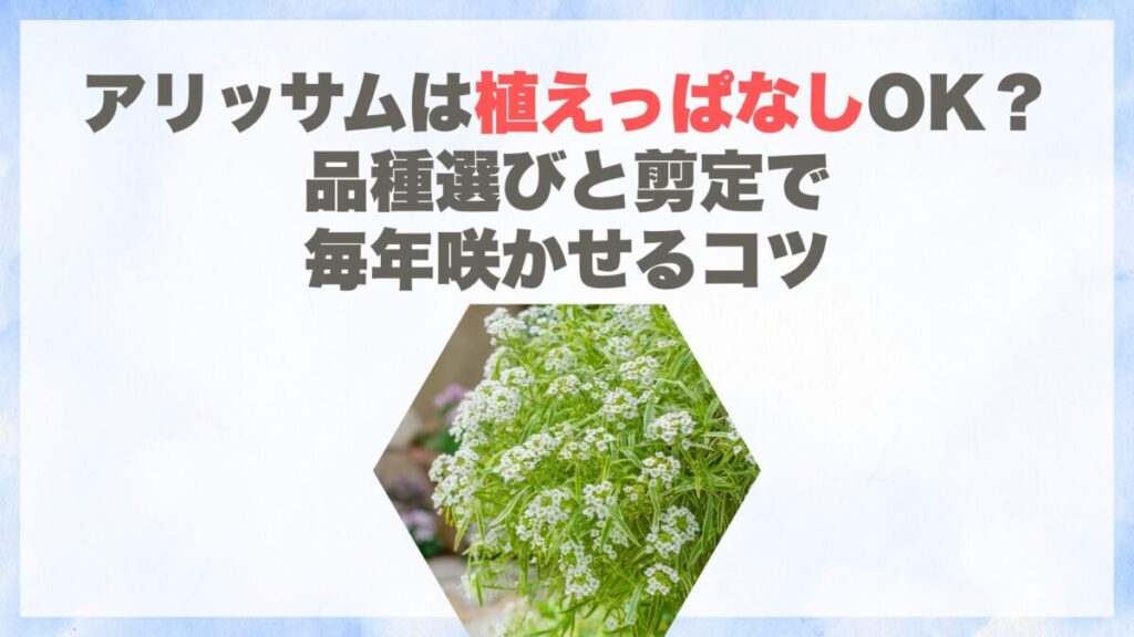 アリッサムは植えっぱなしOK？品種選びと剪定で毎年咲かせるコツ