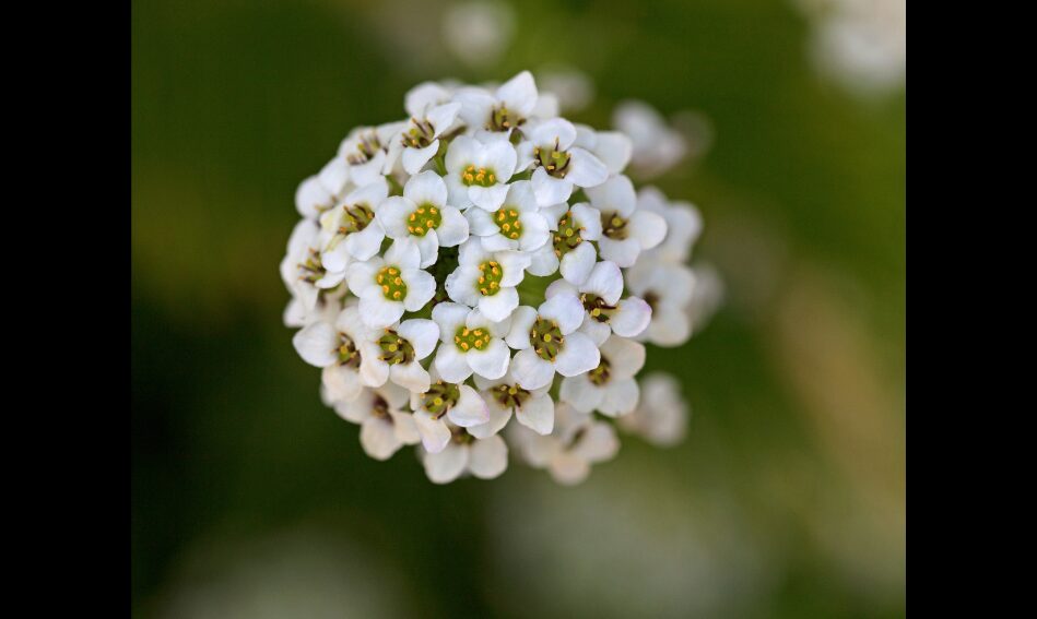 アリッサムを植えっぱなしで育てる手入れと増やし方