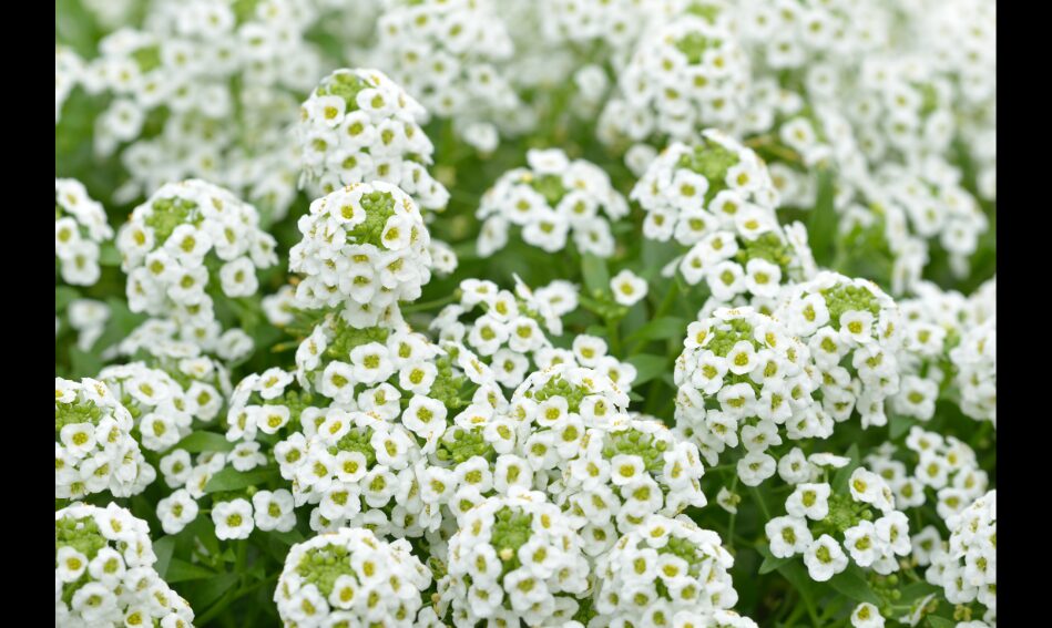 アリッサムを植えっぱなしにするための品種と環境